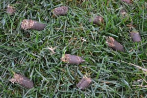 Deep Core Aeration